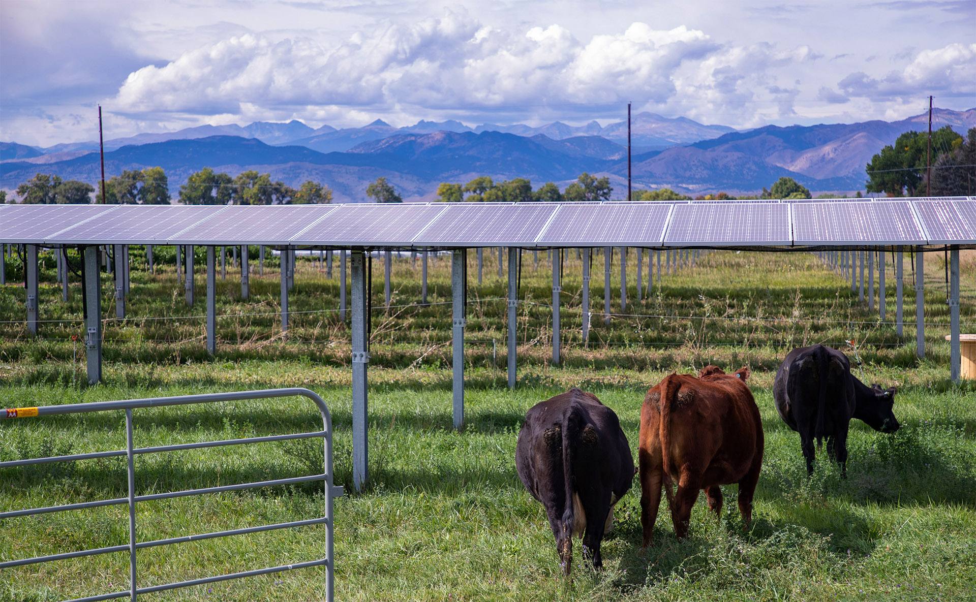 Solar Power Can Generate Electricity While Keeping Plants Cool